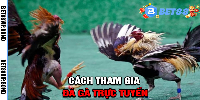 Cách tham gia đá gà trực tuyến tại BET88