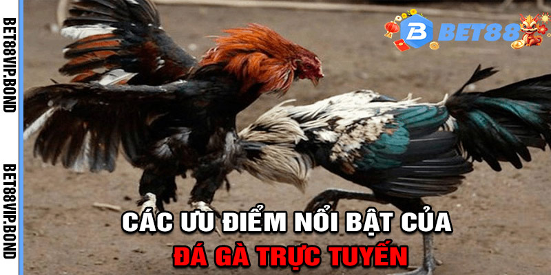 Các ưu điểm nổi bật của BET88 với đá gà trực tuyến