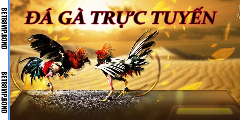 Đá gà trực tuyến