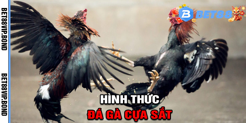 Hình thức đá gà cựa sắt