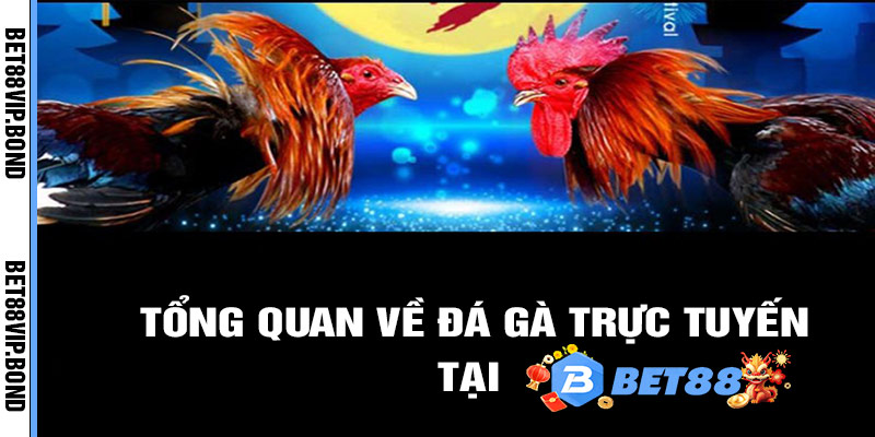 Tổng quan về đá gà trực tuyến tại BET88